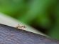 Ako sa zbaviť mravcov u Vás doma?