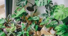 Ako si vybrať vhodnú izbovú rastlinu